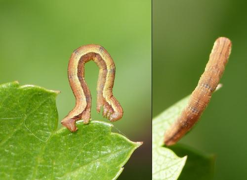 Aplocera sp.